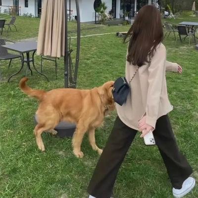 莫顿船长与蜘蛛女王
